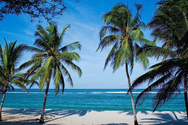 A beach with palm trees and a clear blue sky. - Upani in Daini (Diani Beach)