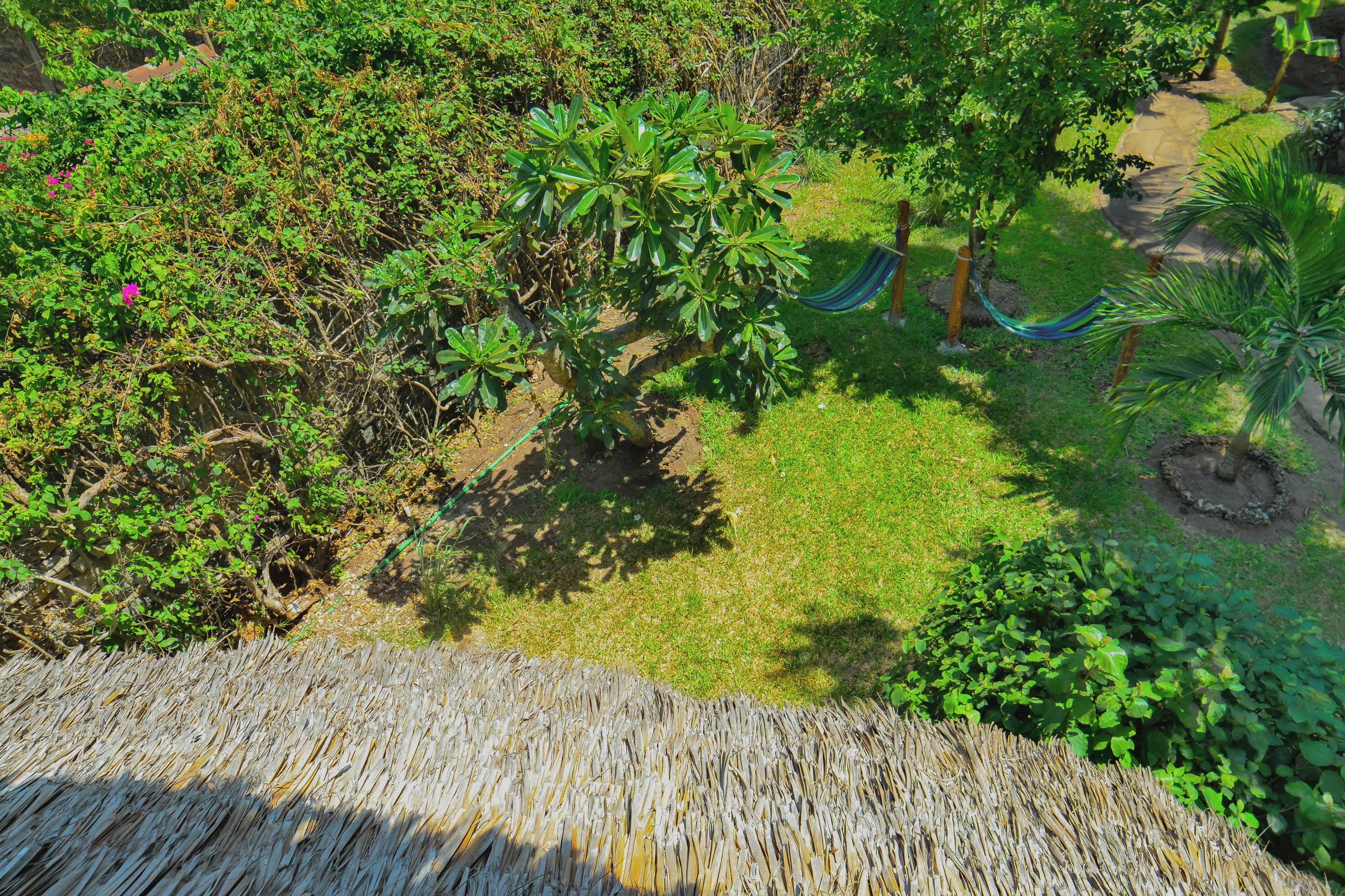 A garden with various plants and a hammock.