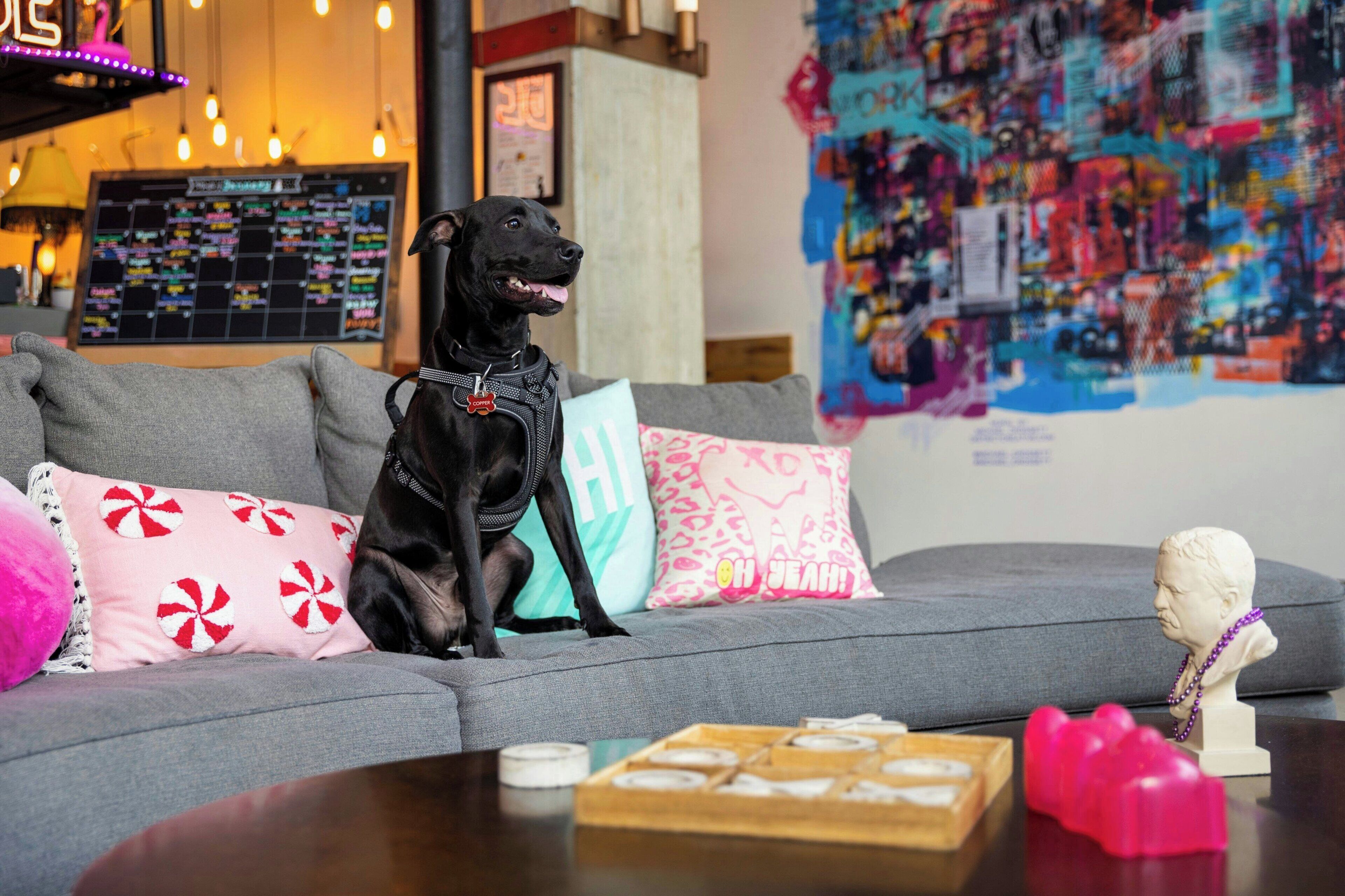 Un chien est assis sur un canapé gris, entouré de coussins colorés. On aperçoit une petite table sur laquelle se trouve une boîte de beignets, ainsi qu'un mur orné d'un tableau abstrait aux couleurs vives.