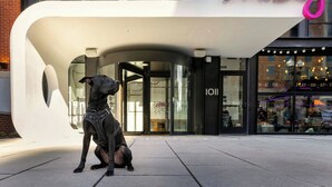 A black dog sitting on a sidewalk in front of a building with a 'moosy' sign. - Moxy Washington DC Downtown (Washington)