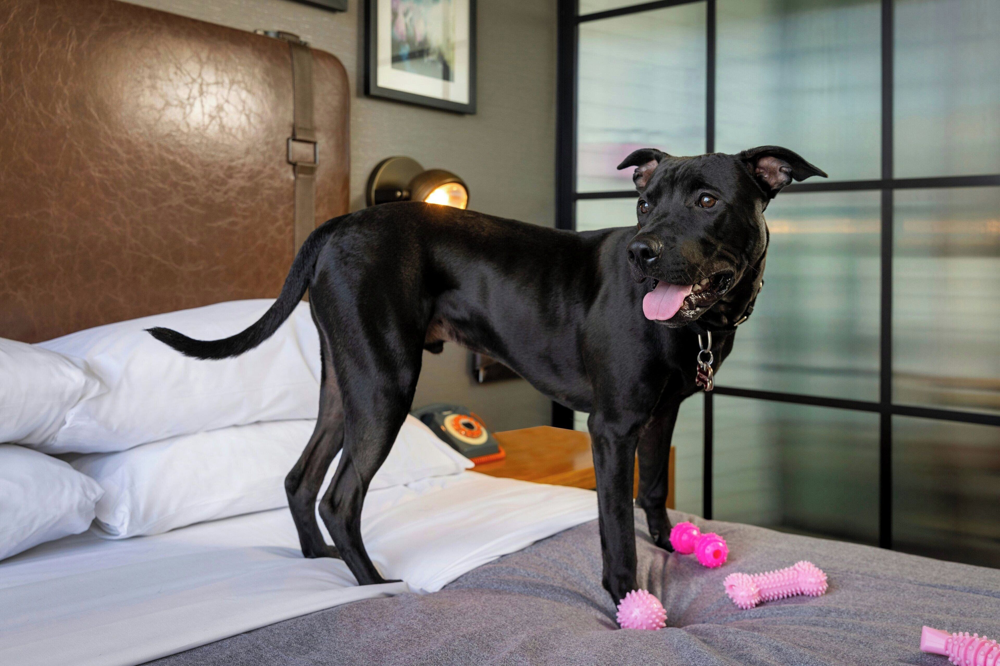 A black dog standing on a bed with white pillows and a gray blanket.