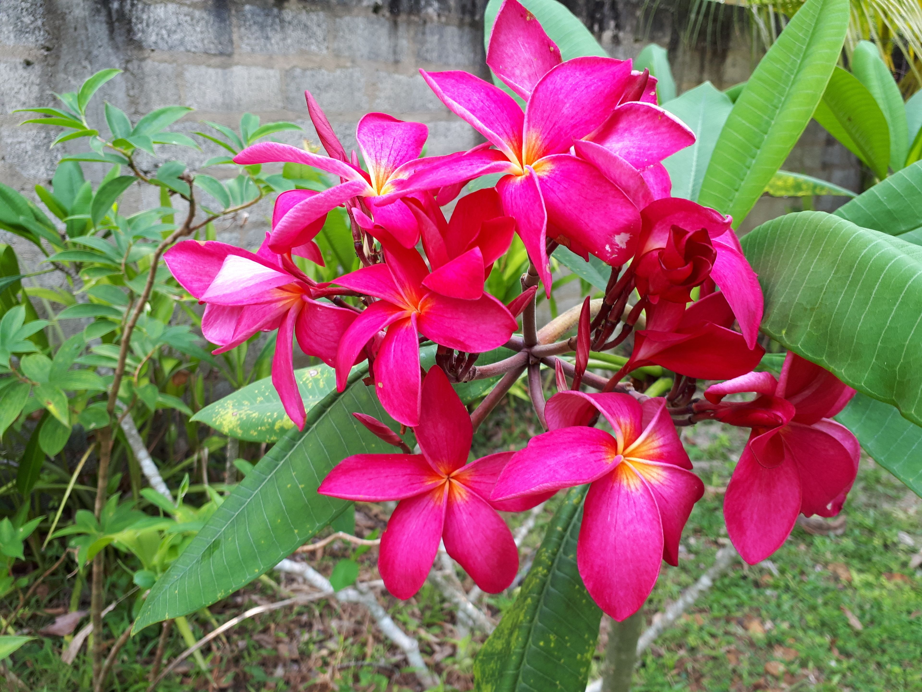 A cluster of vibrant pink flowers with yellow centers, surrounded by green foliage.