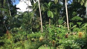 A lush garden with various tropical plants and palm trees. - King Coconut Lodge (Koggala)
