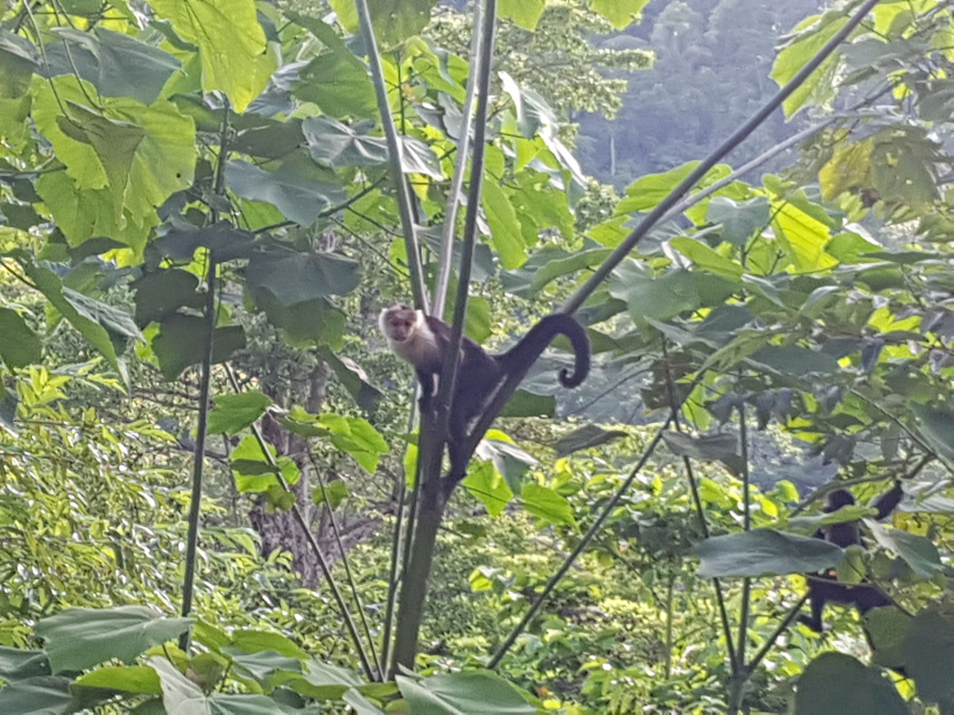 Photo - Hotel El Paraiso Escondido - Costa Rica