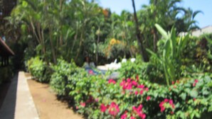 A garden with various plants and flowers, including pink blossoms. - Paraíso Escondido (Jacó)