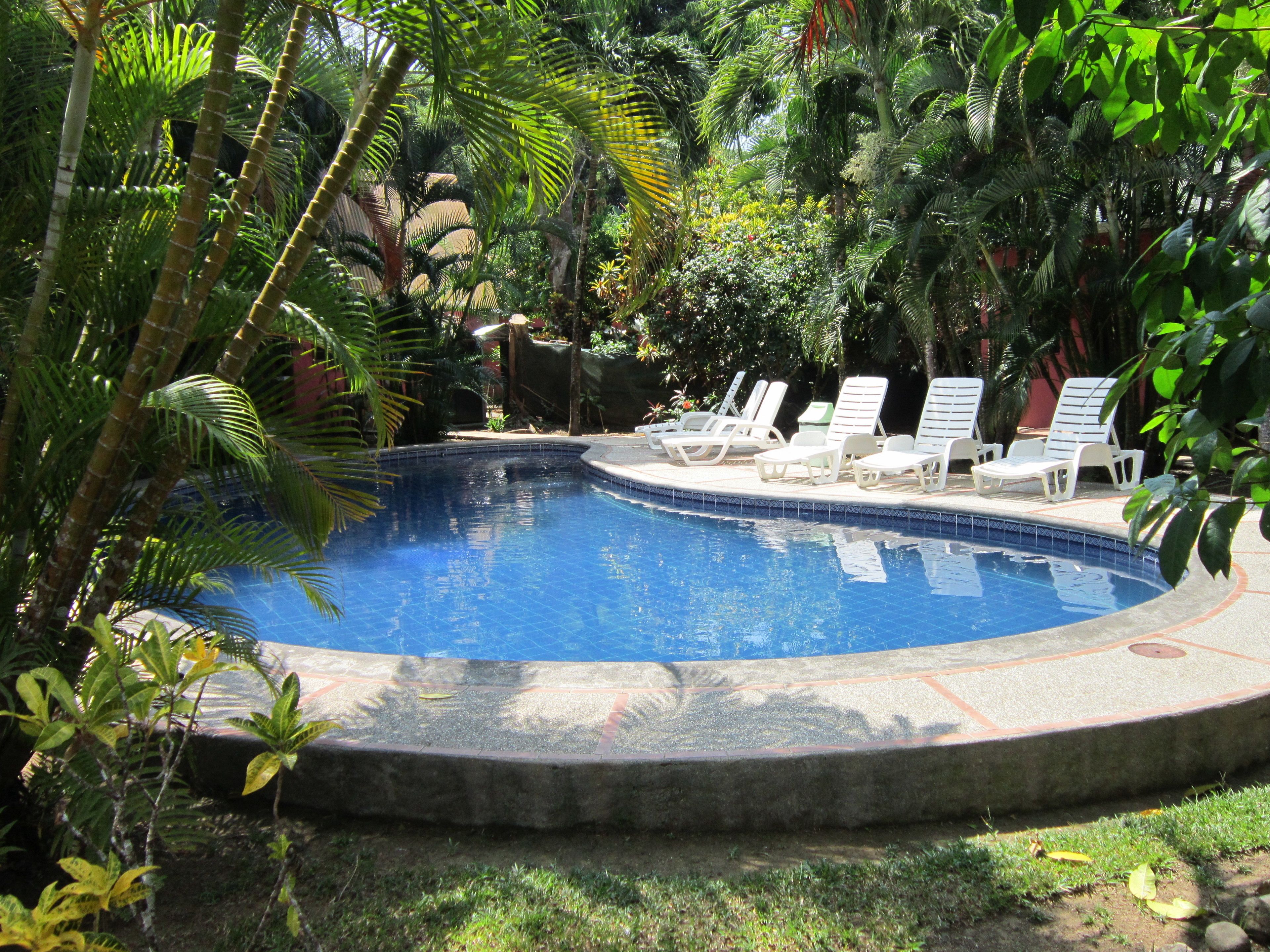 Una piscina rodeada de palmeras y sillas de descanso.