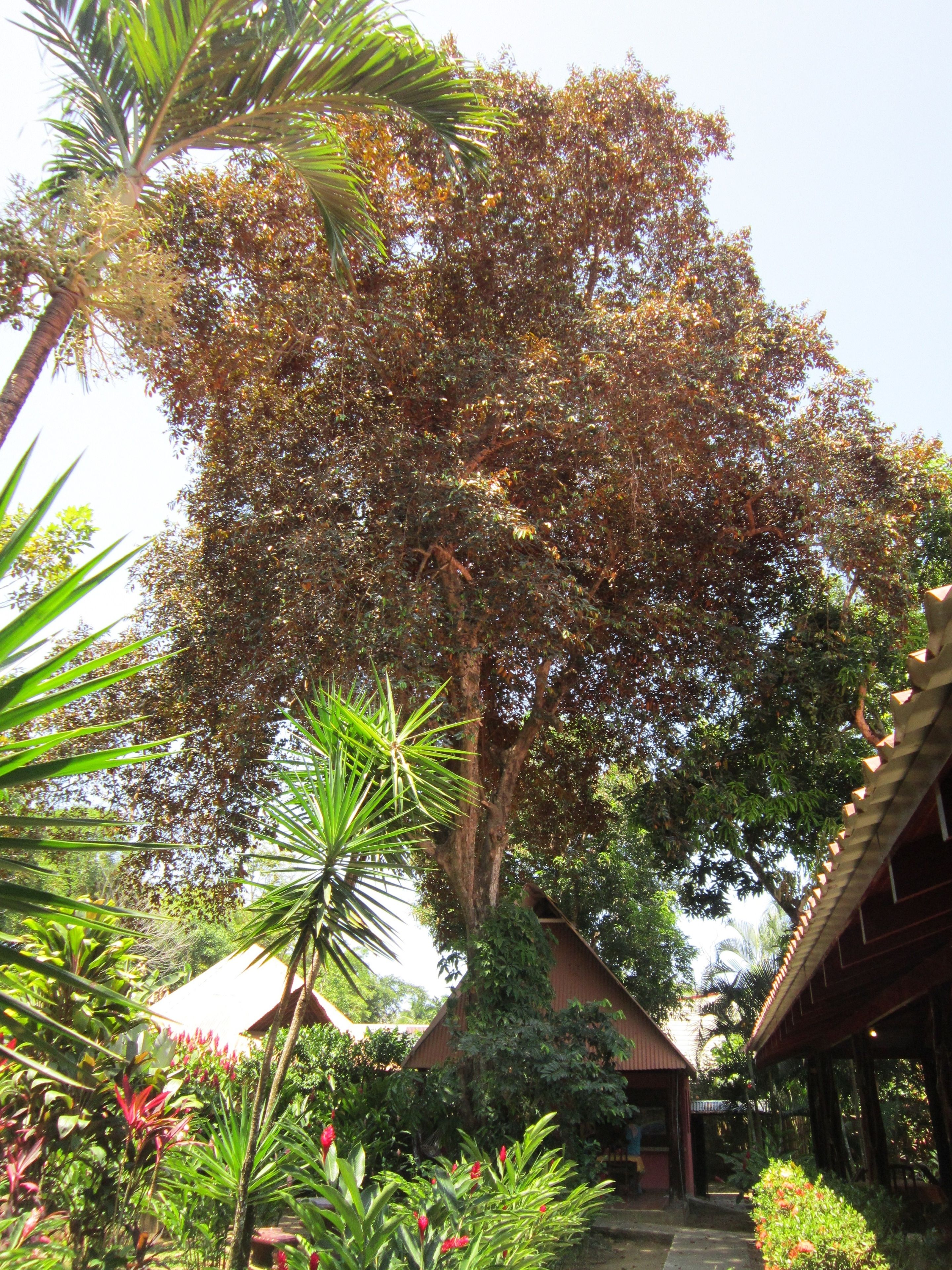 A large tree in a garden with a small building in the background.
