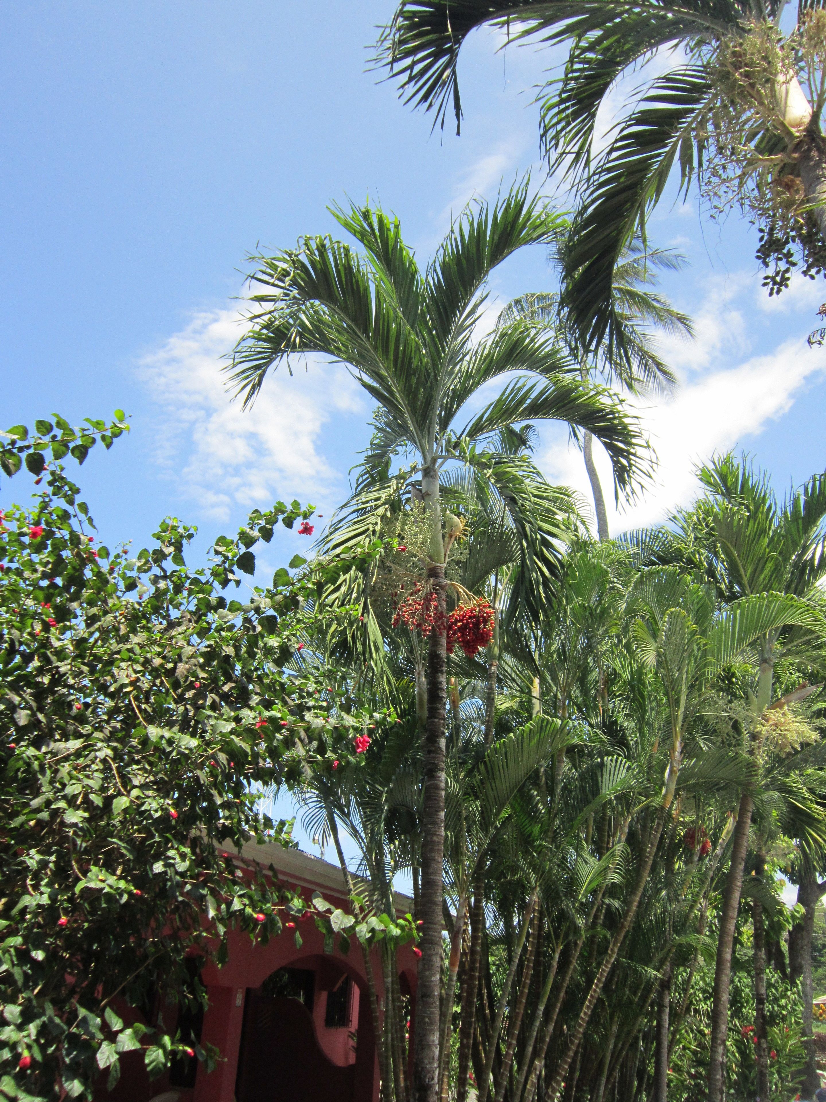 Photo - Hotel El Paraiso Escondido - Costa Rica