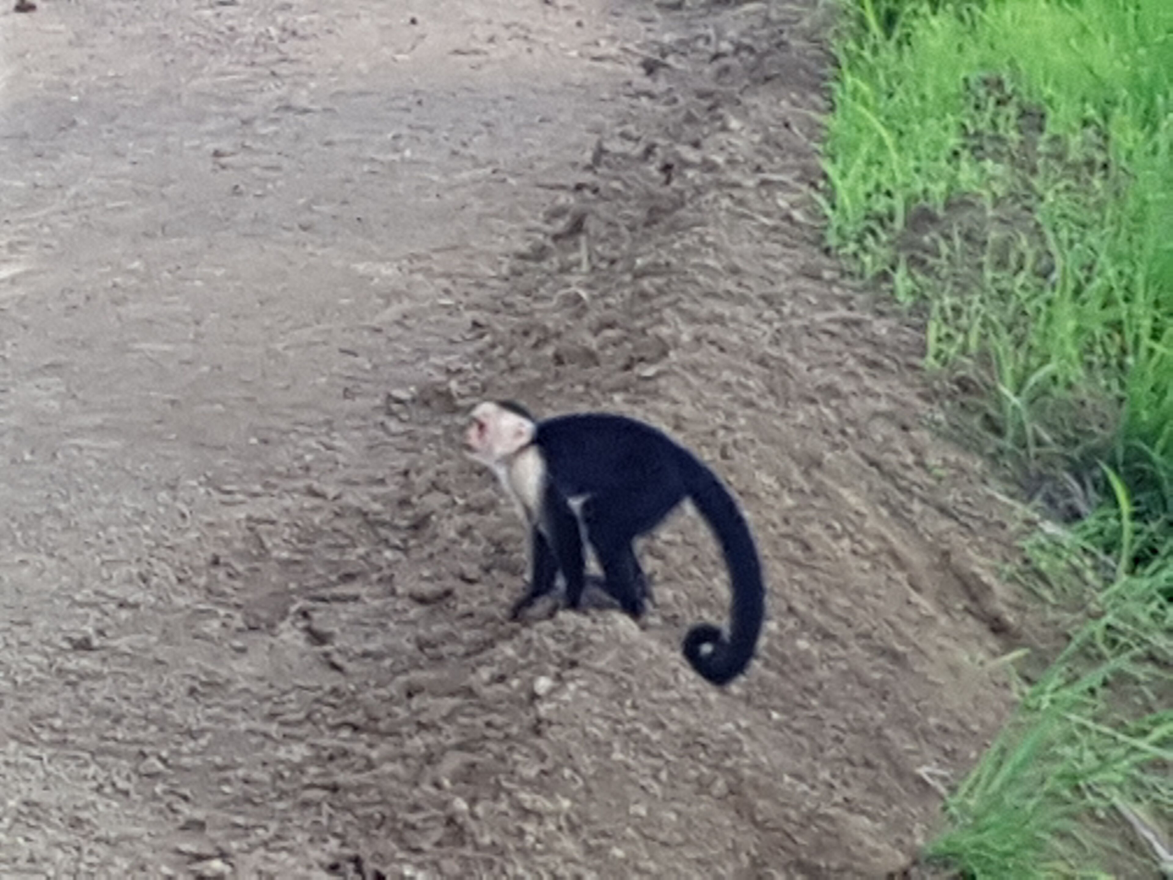 Un singe se tient debout sur un chemin de terre, à côté d’une zone herbeuse.