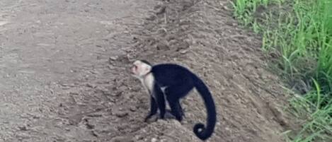 Un singe se tient debout sur un chemin de terre, à côté d’une zone herbeuse.
