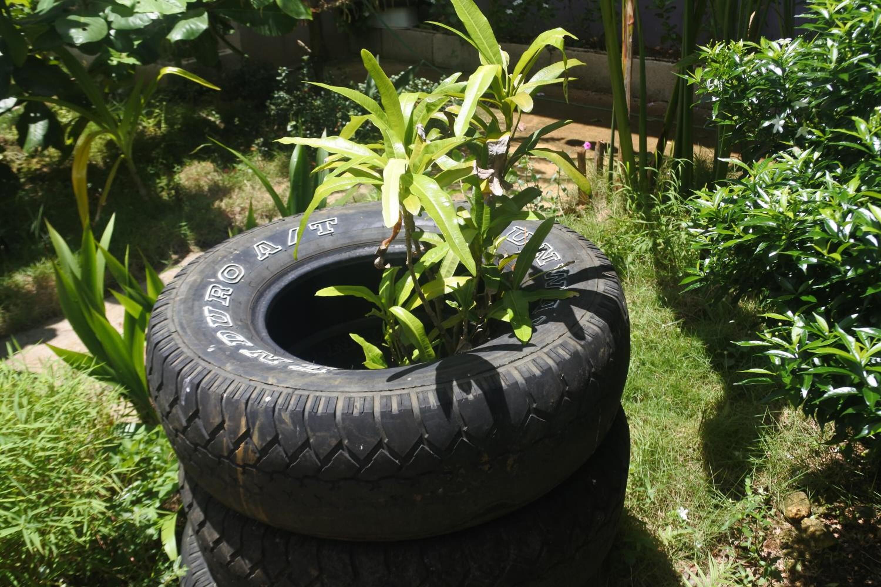 A tire planter with a plant growing inside it.