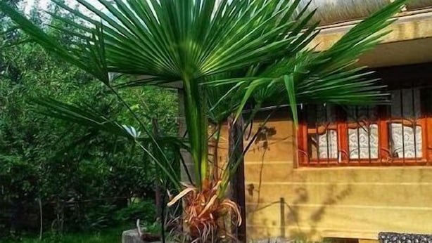 A house with a large window and a palm tree in the front yard. - Farmer's Guest House (Telavi)