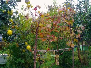 Tuin