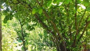 A wooden table with a green top surrounded by six wooden stools with yellow seats, set on a gravel surface under a leafy tree. - Farmer's Guest House (Telavi)