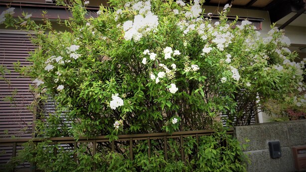 View from property - Asuka's House 2 (Shirako)