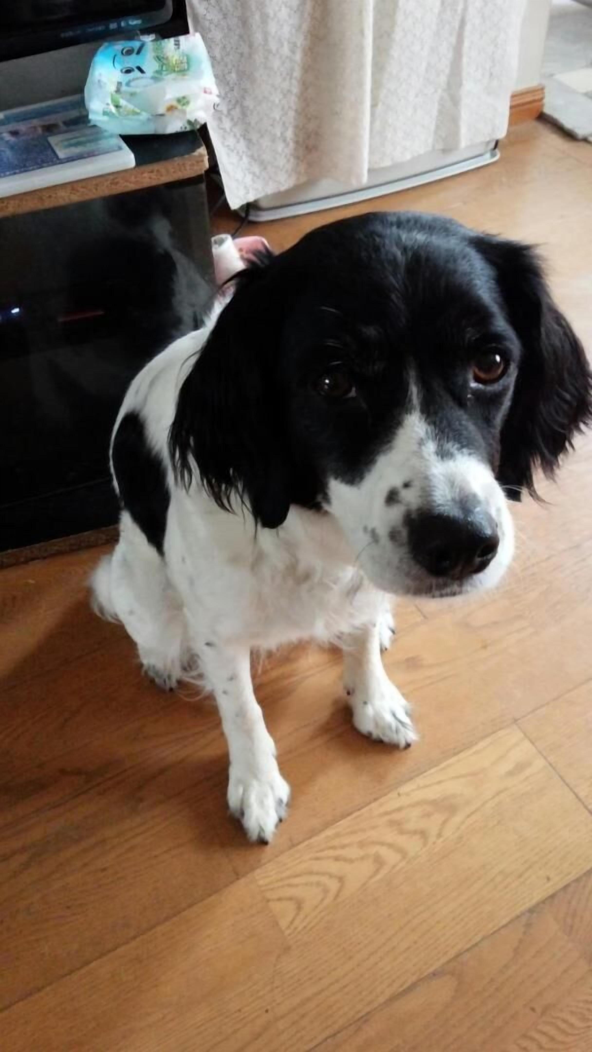 Un chien est assis sur un plancher en bois, avec un téléviseur et un rideau en arrière-plan.