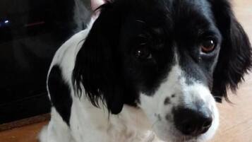 Un chien est assis sur un plancher en bois, avec un téléviseur et un rideau en arrière-plan.