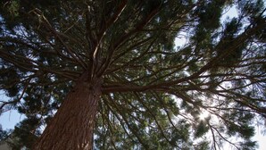 A large tree with a thick trunk and dense foliage, with a house partially visible in the background. - Le Fassardy - Chambre d'Hôtes (Chateauroux)