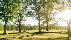 A park with trees and a person jogging.