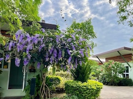 Un edificio con fachada verde y jardín con enredaderas florecientes púrpuras.