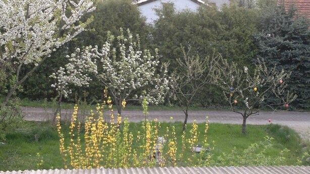 A garden with flowering trees and a road in the background. - Restaurant Pension Lubusch Gahro (Crinitz)