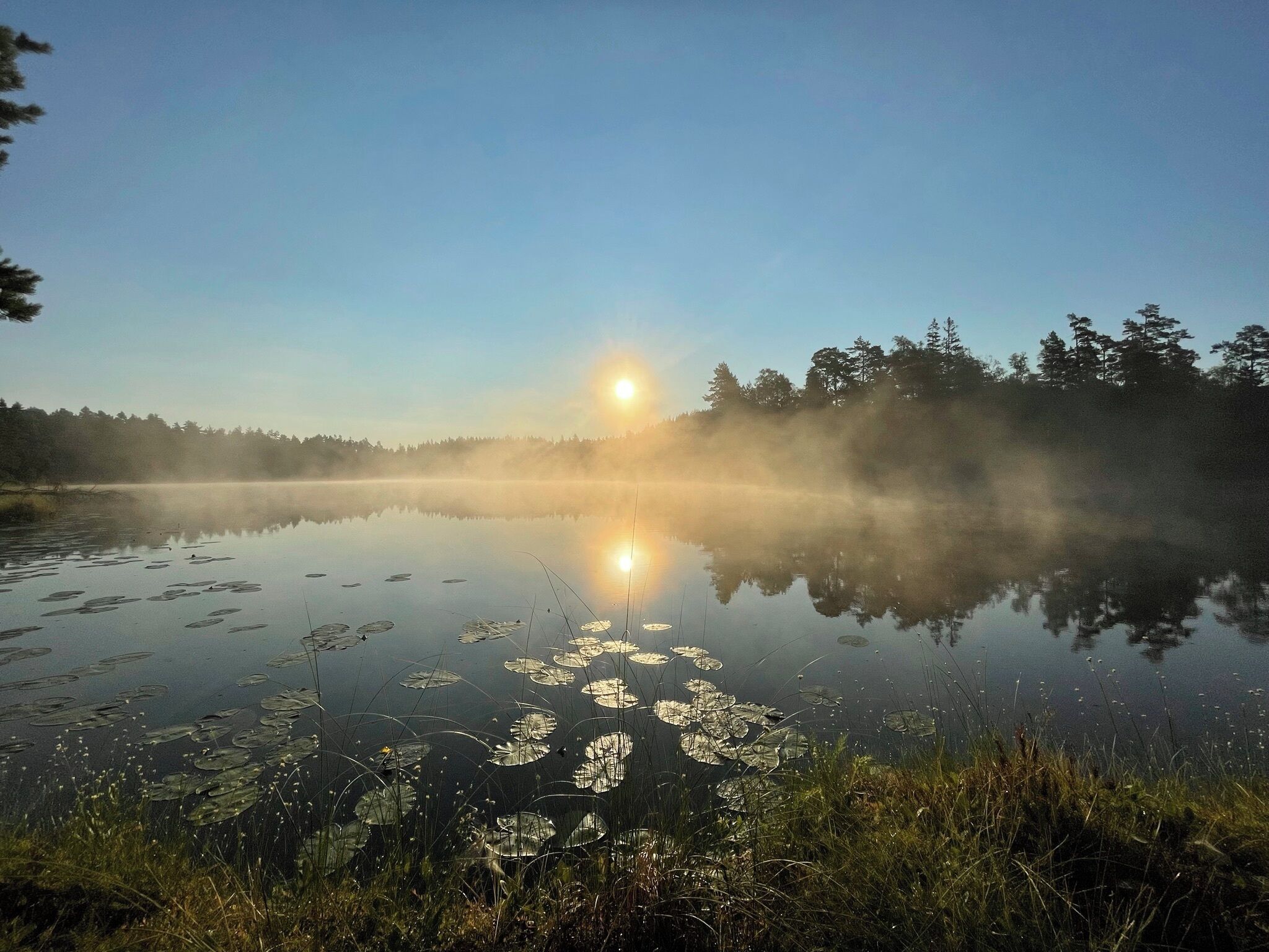 A calm lake with lily pads and a forest in the background.