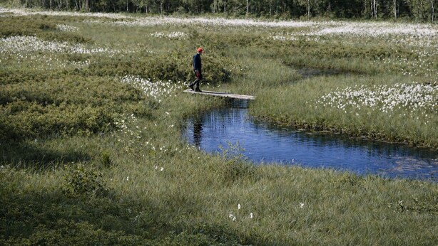 A person walking on a narrow water path surrounded by dense greenery and trees.
