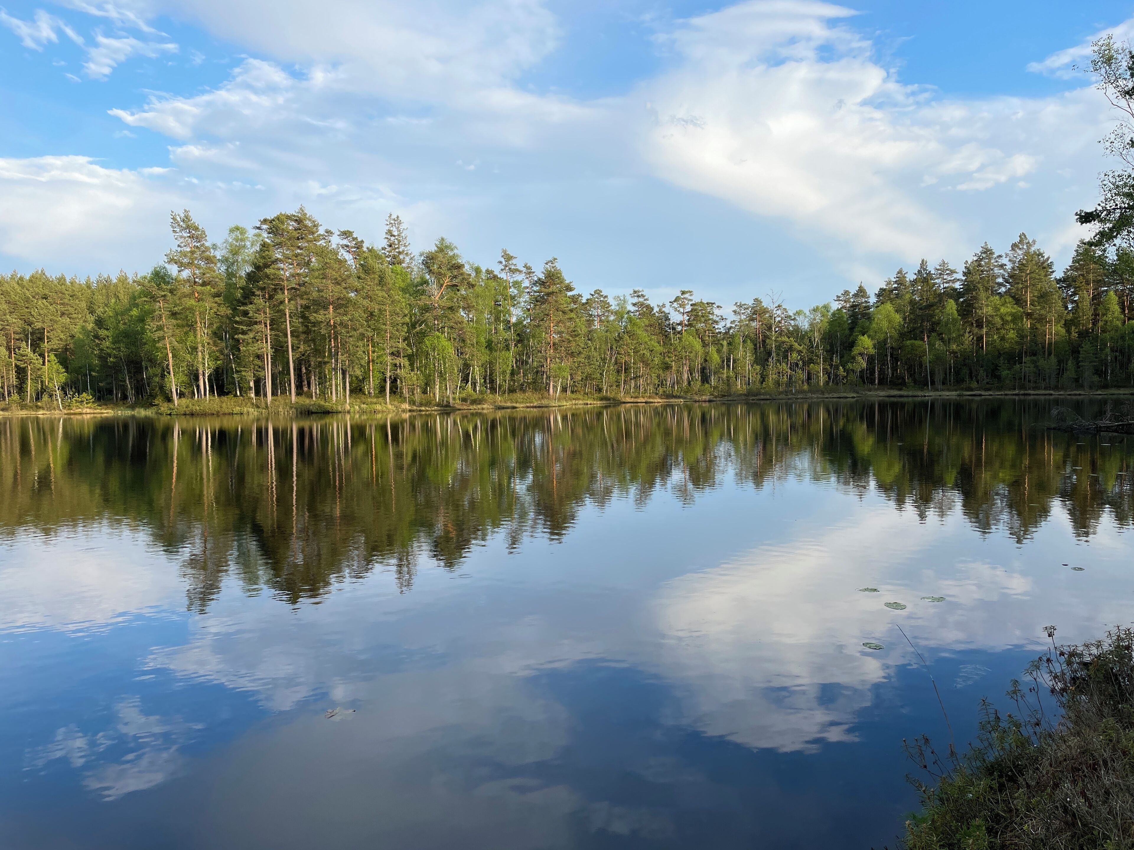 Ein ruhiger See mit Spiegelungen von Bäumen und wolkenlosem Himmel.