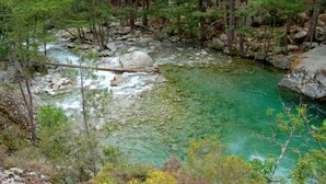 Un ruisseau aux eaux claires et au lit rocheux, bordé d’une forêt dense.