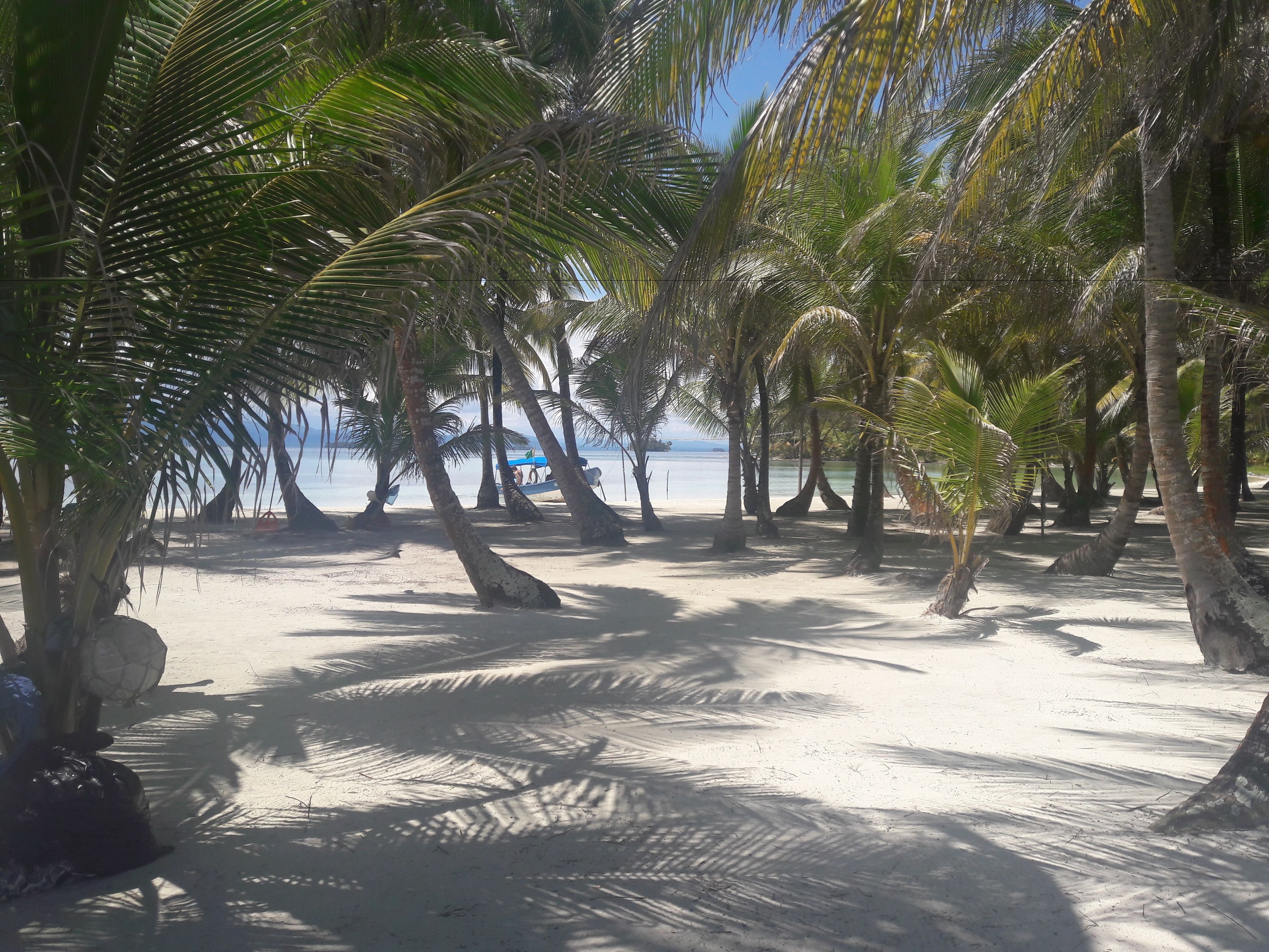 A beach with palm trees and a clear view of the ocean.