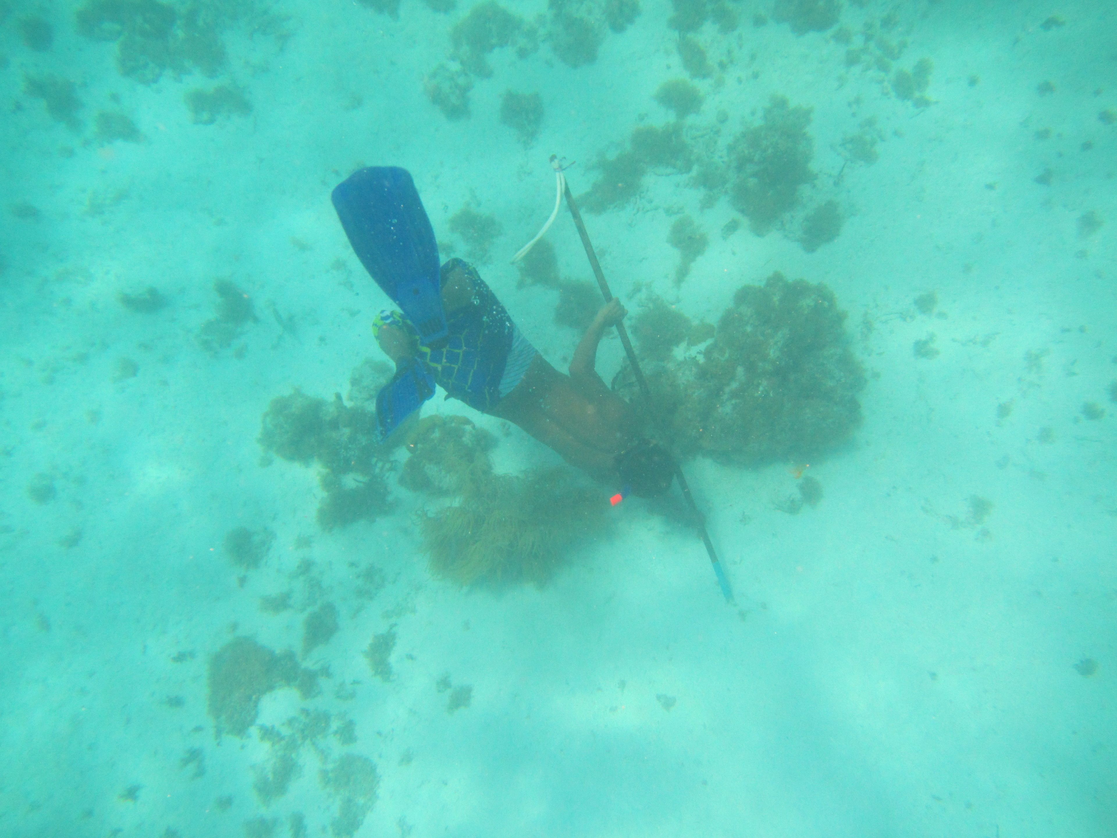 A diver underwater with a blue fin and a spear-like tool.