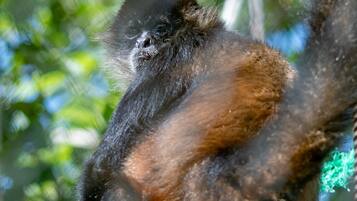 Un singe à la fourrure sombre, avec un ventre plus clair, agrippé à une branche d’arbre.