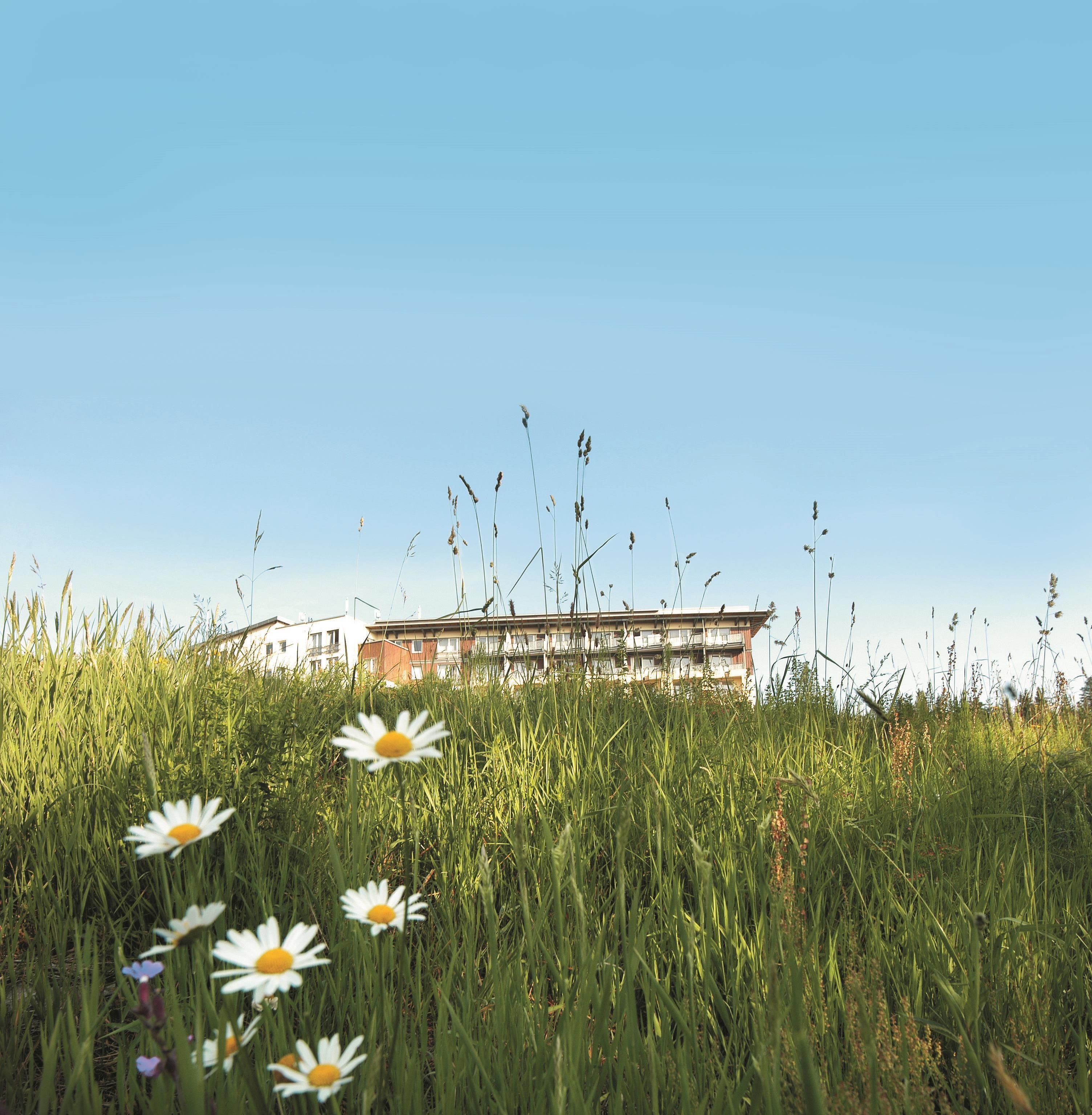A field with tall grass and daisies, with a building in the background.