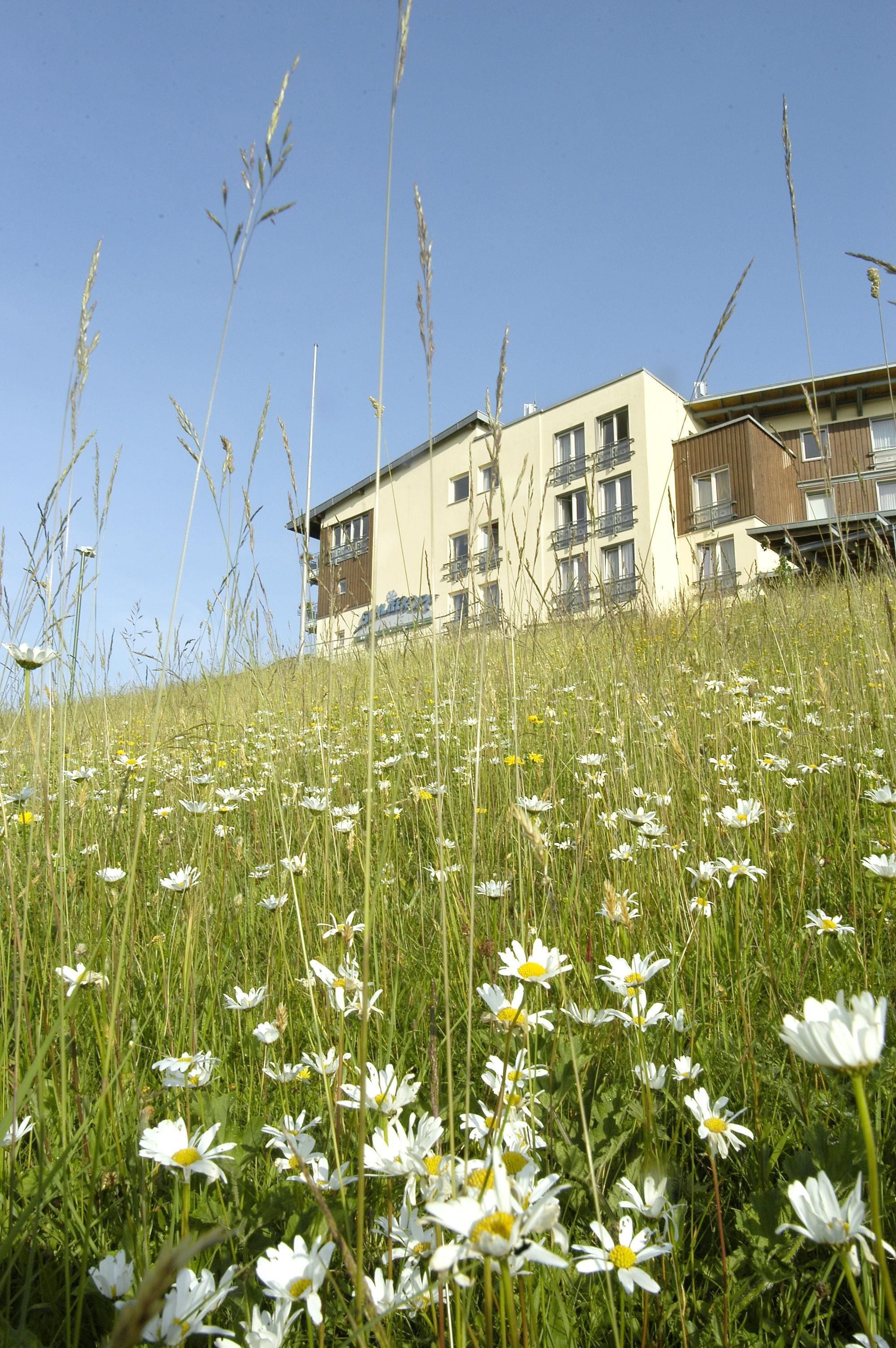A building with multiple windows and balconies, surrounded by a field of white flowers and tall grasses.