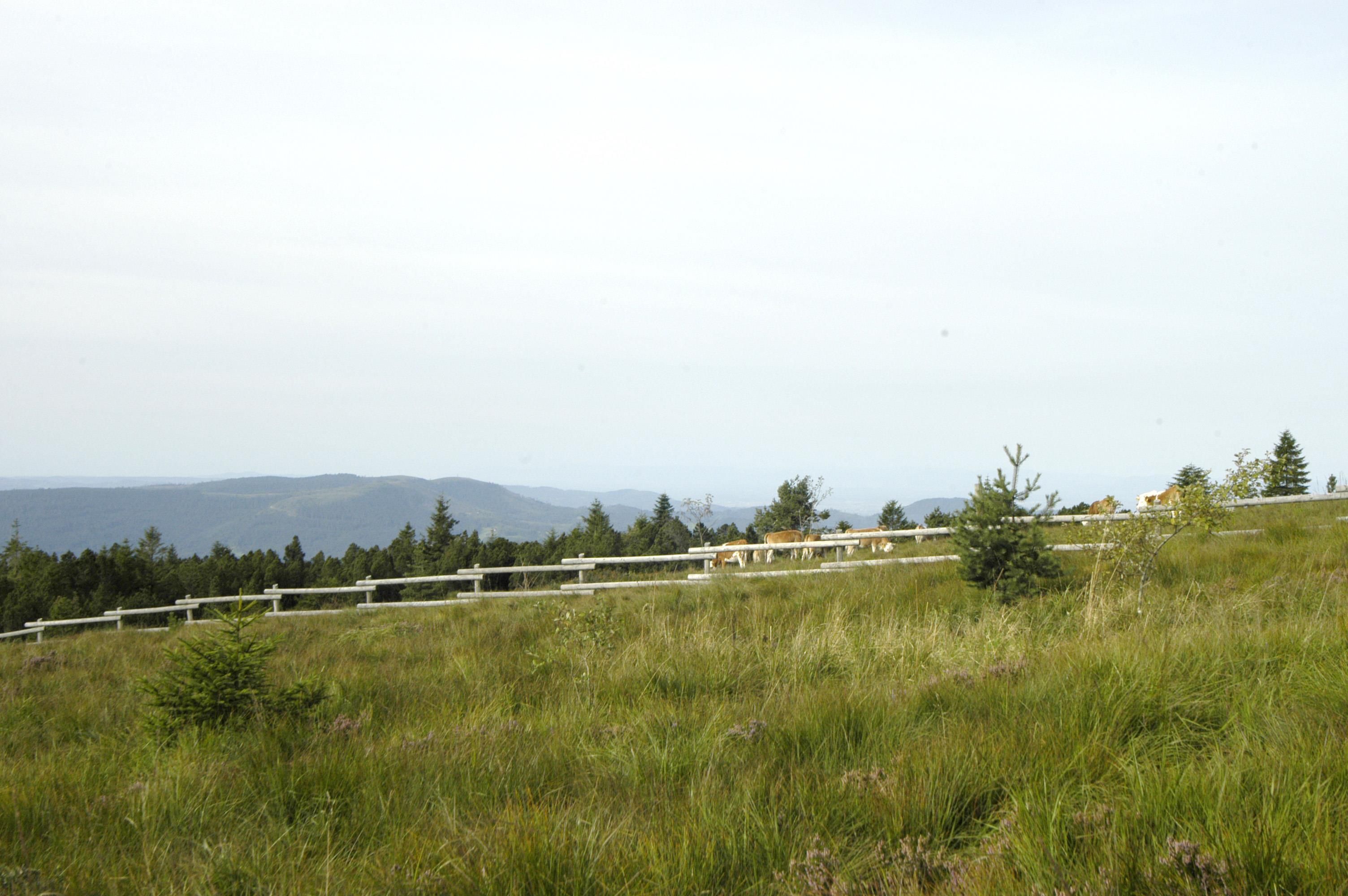 A grassy field with a wooden fence and a line of cows grazing.