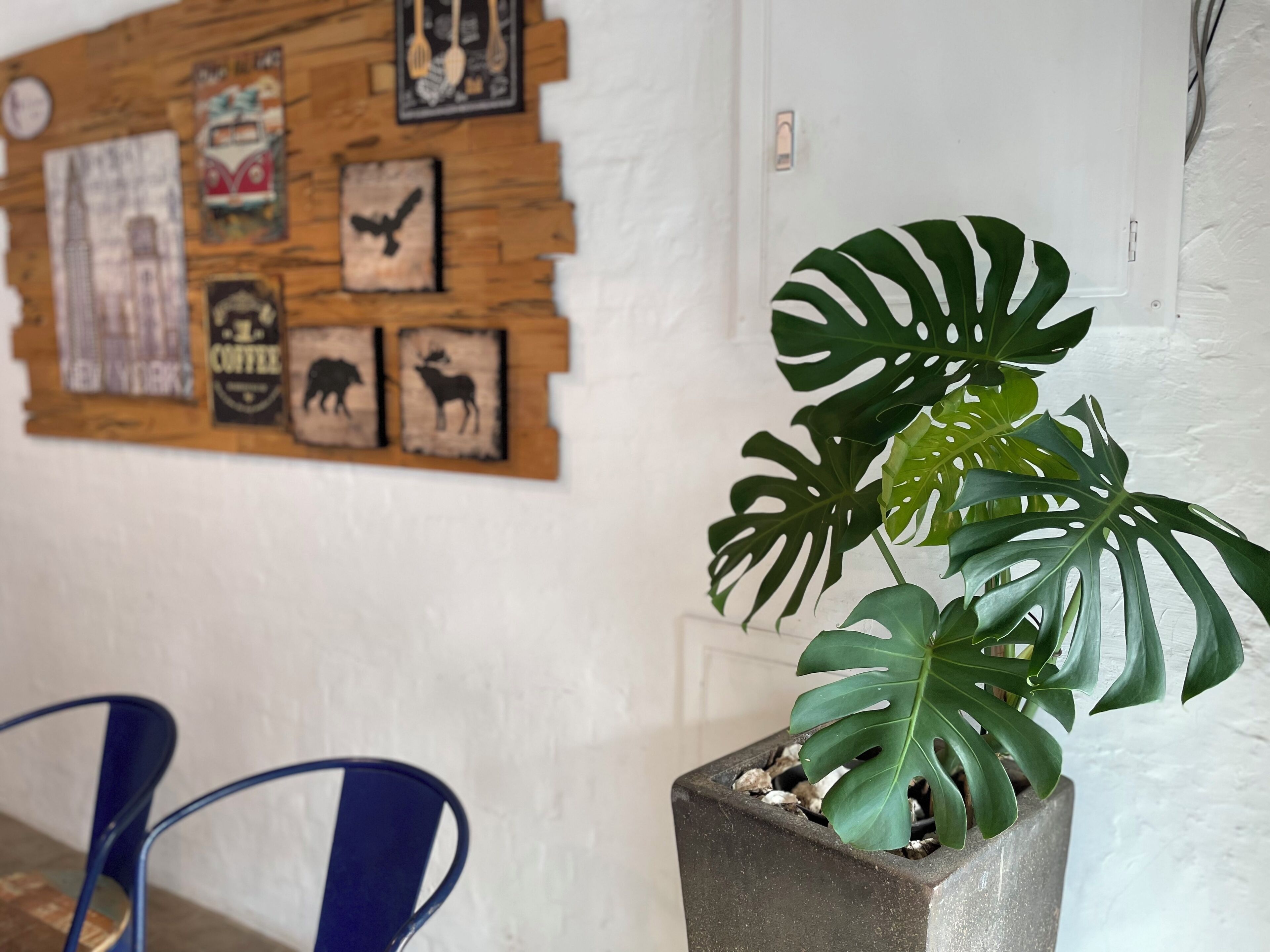 A potted Monstera plant in a square planter, a blue chair, and a wall with various framed pictures.