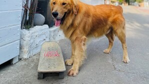 A golden retriever standing next to a white building with a skateboard. - LanJen Villa B&B (Tainan)