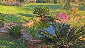 A garden with a pond, rocks, and various plants. - Hills and Dales Accommodation (Lanseria)