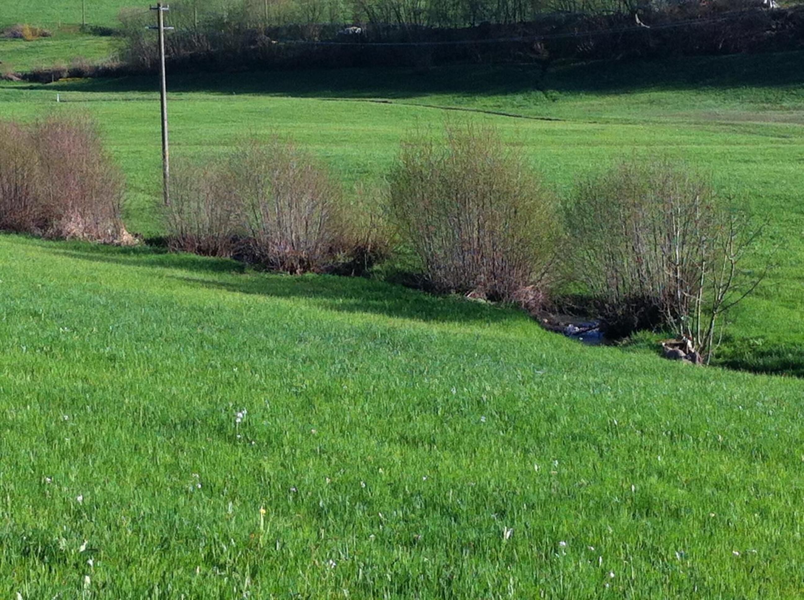 A grassy field with a few trees and a utility pole.