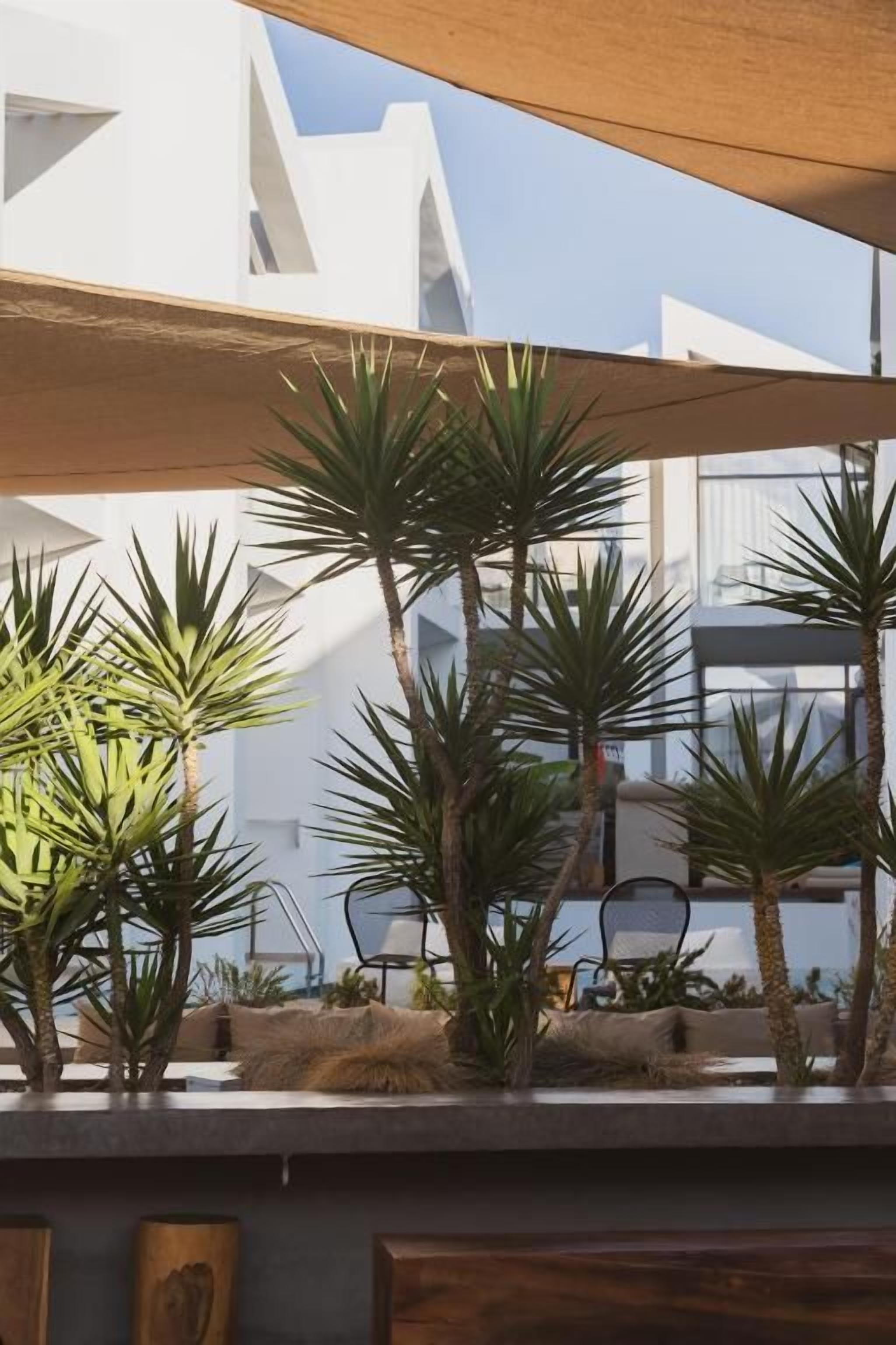 An outdoor seating area with palm trees and a modern building in the background.