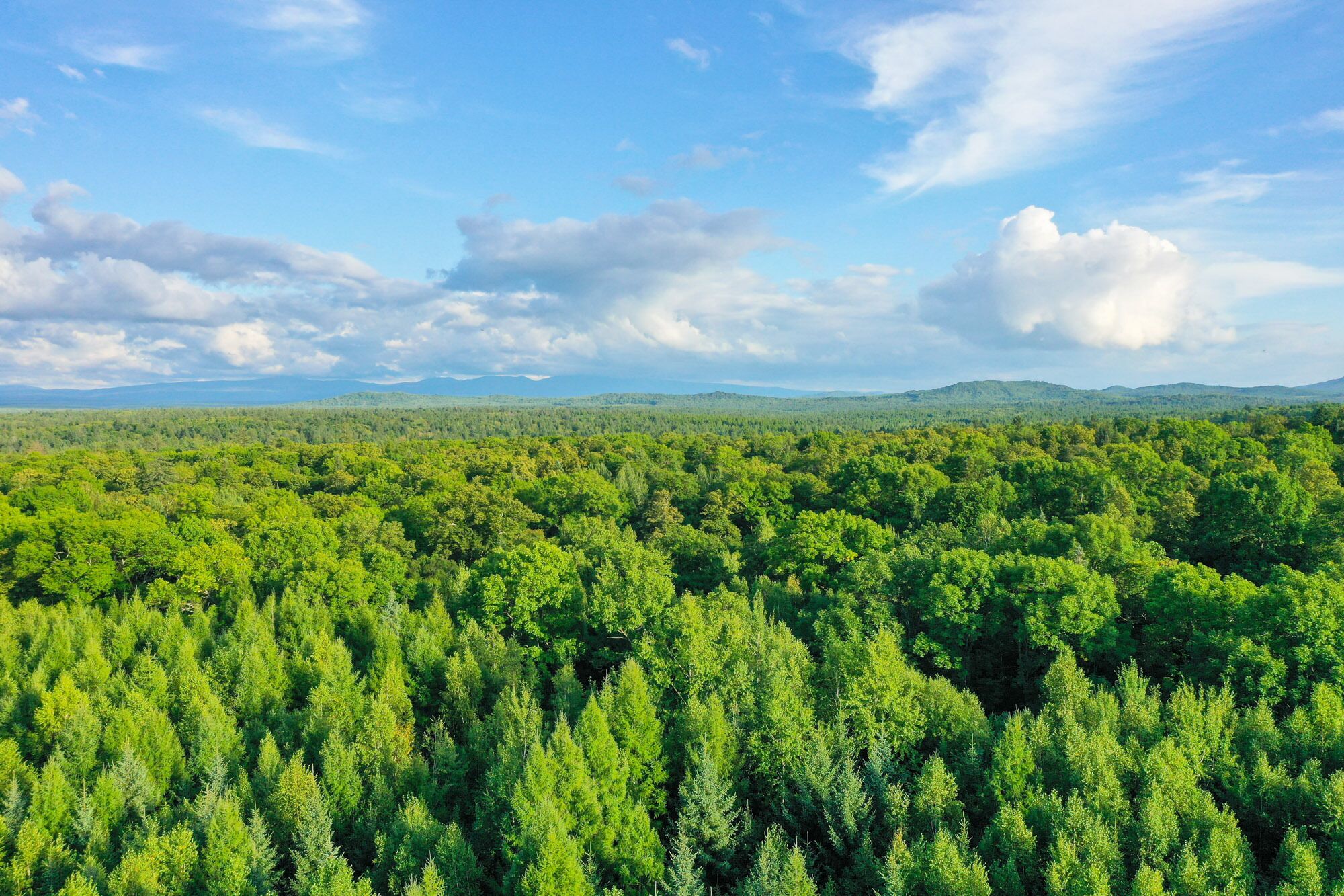 A dense forest with a clear sky.