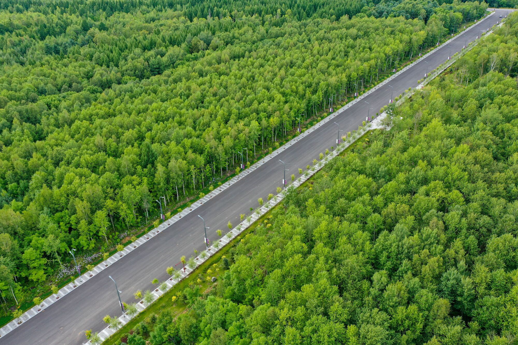 Vista aérea de un camino que atraviesa un bosque denso.