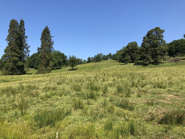 A grassy field with trees and a fence. - Leny Estate (Callander)