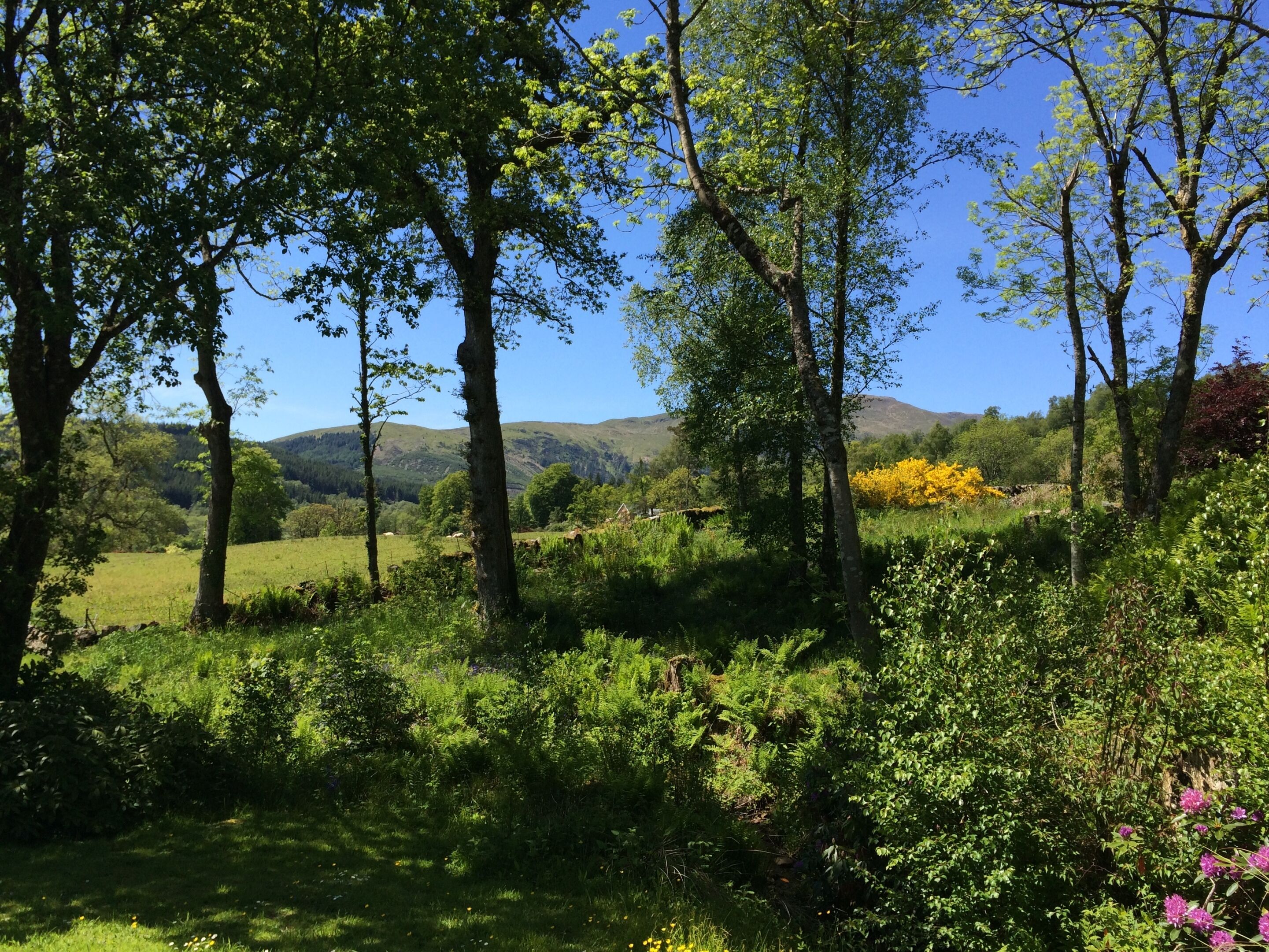 A lush green landscape with trees and a clear blue sky.
