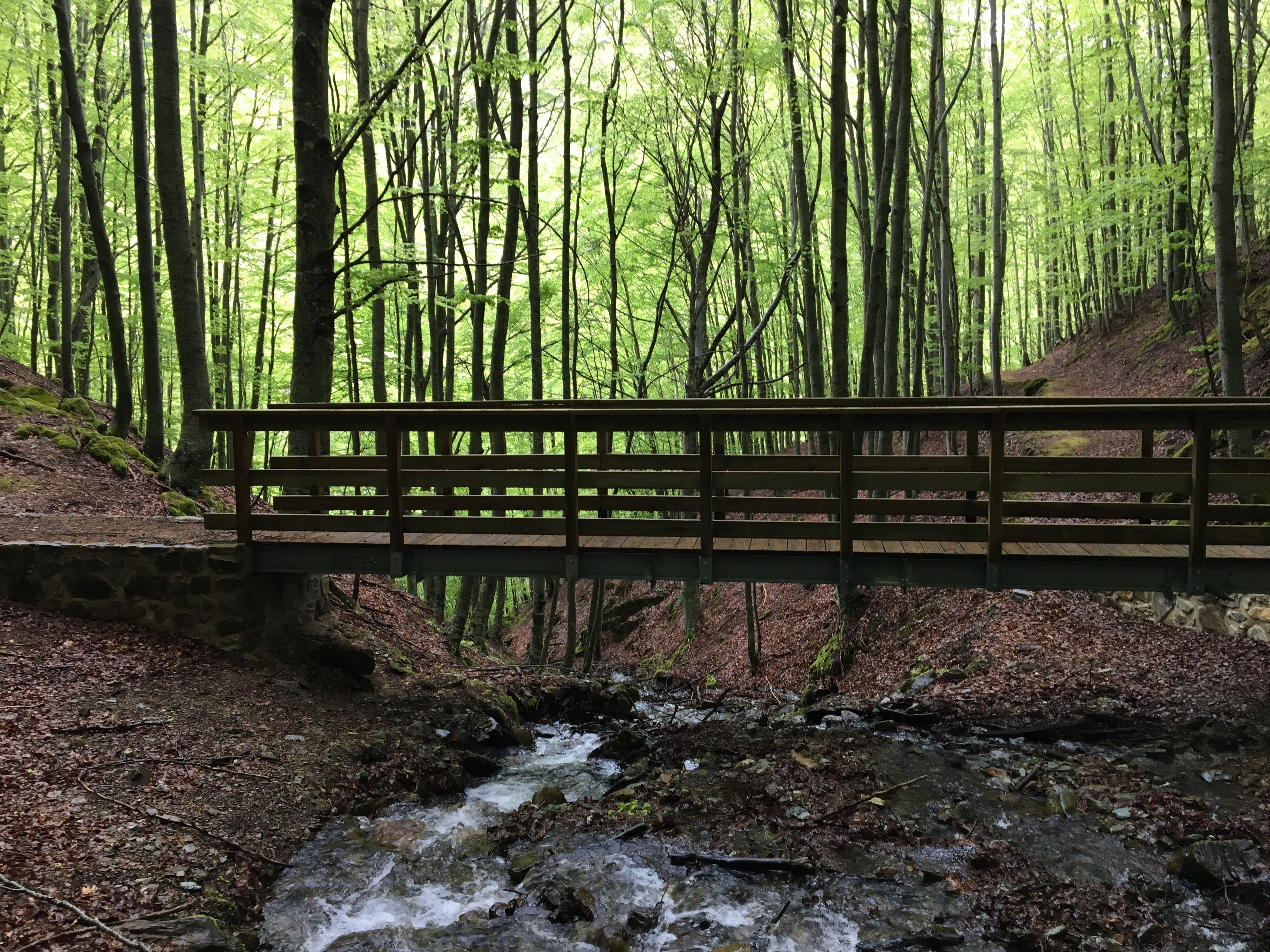 A wooden bridge over a stream in a forested area.
