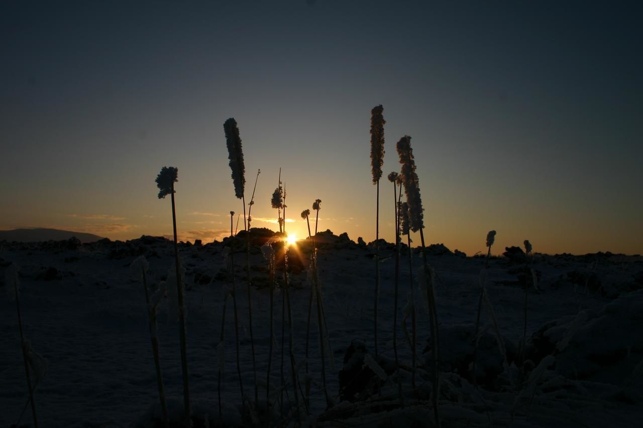 A sunset over a snowy landscape with tall grasses.