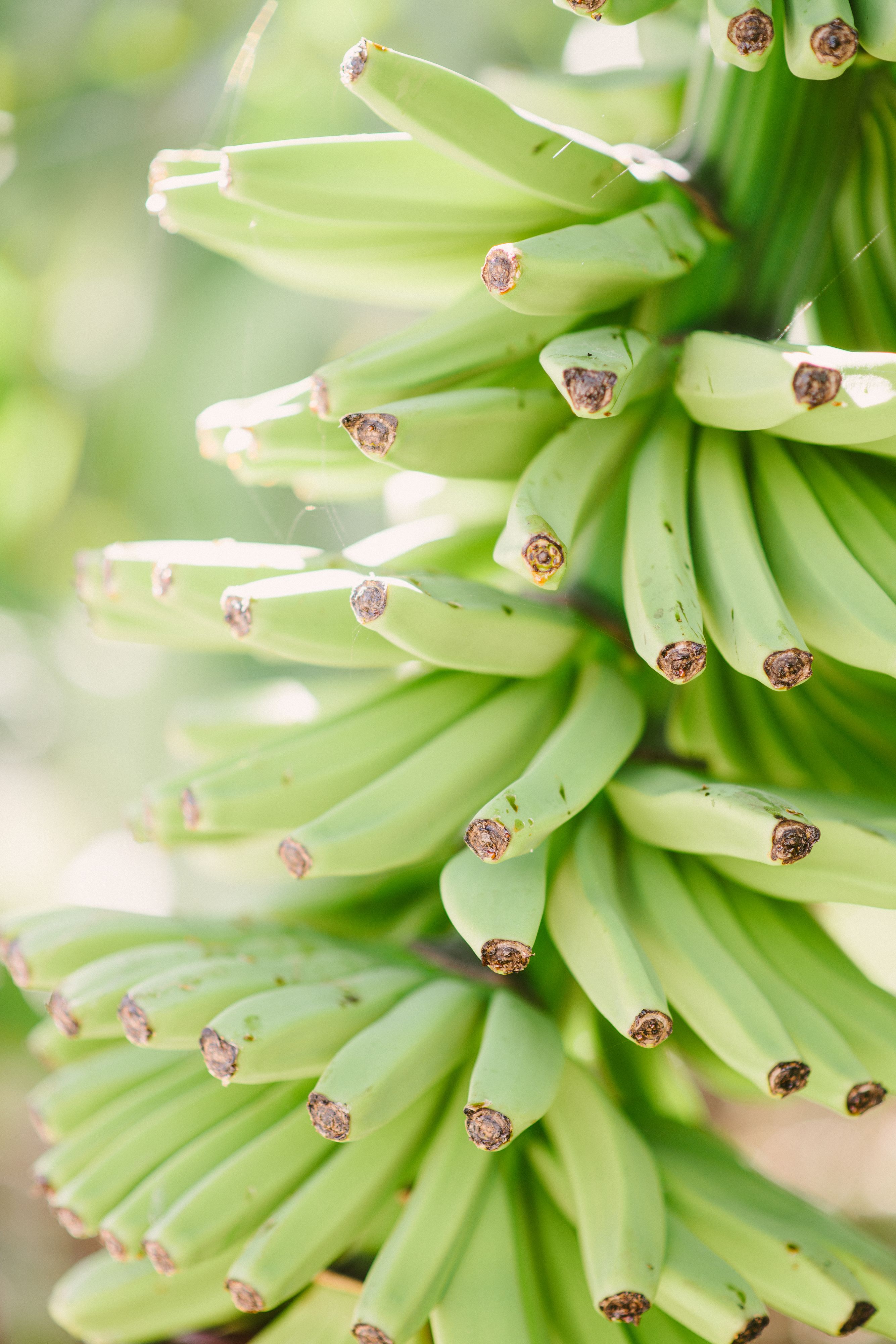 Photo - Finca el Patio