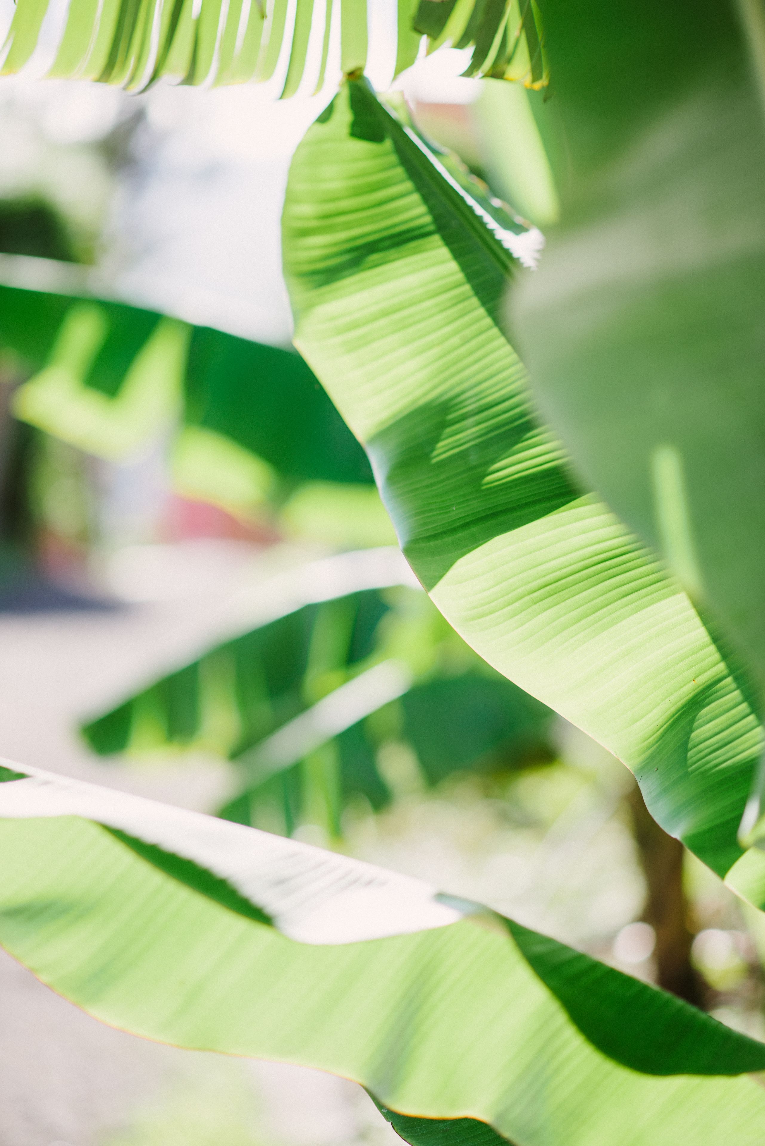 A close-up of green banana leaves.