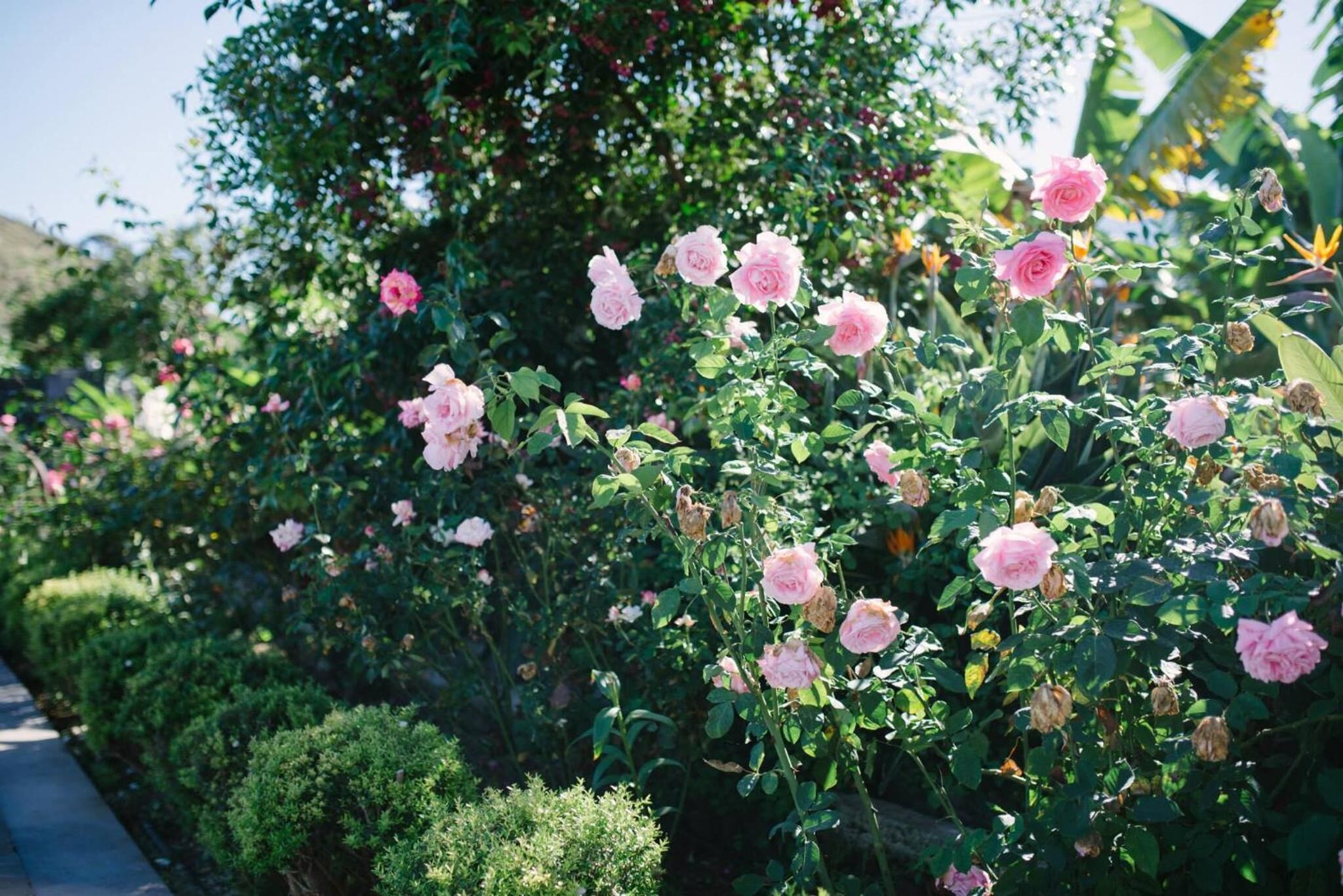 A garden with pink roses and green shrubs.