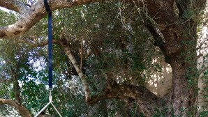 Un hamac suspendu à une branche d’arbre, dans un jardin.